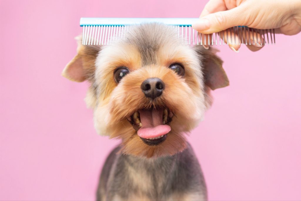 Groomed dog with comb in hair