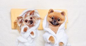 Two cute dogs in bath robes