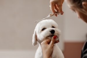 Cute dog getting hair cut