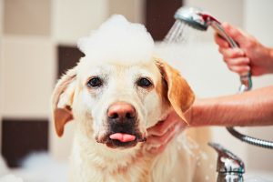 Dog in bath bubbles on head
