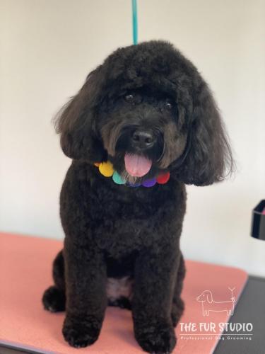 Precious Pepper