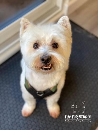 Dougie
