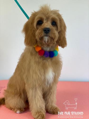 Rosie posing nicely after her first puppy groom