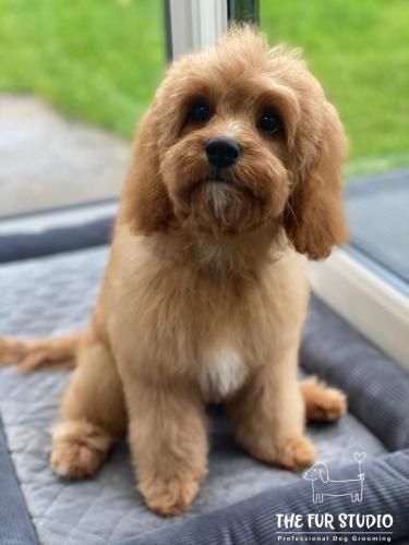 Four month old Rosie waiting patiently to be picked up