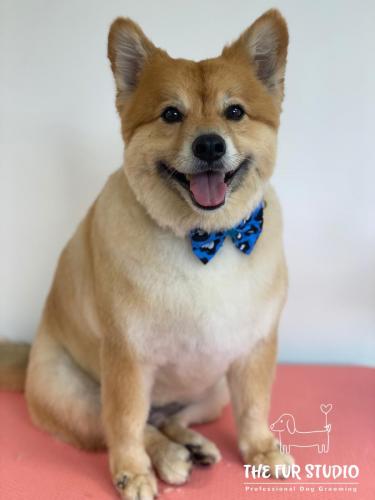 Handsome Tyson