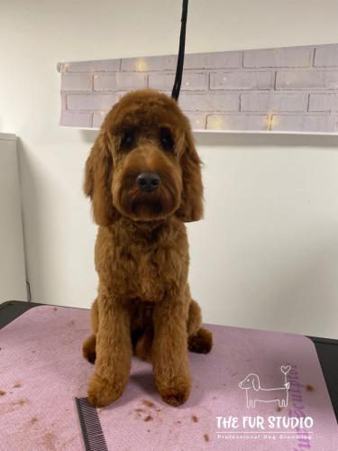 Irish-Doodle-Nora