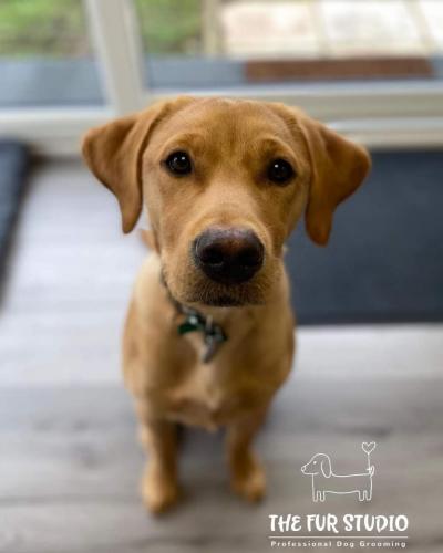Louie