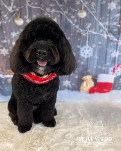Pepper-xmas