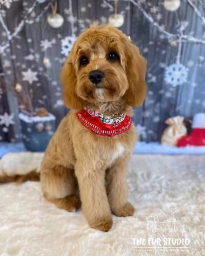 Rosie-puppy-second-groom